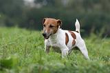 JACK RUSSEL 233